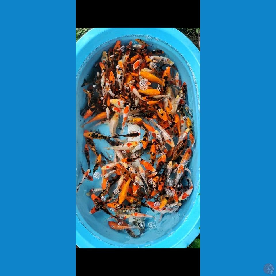 170EKOR MIX 10-15-18CM