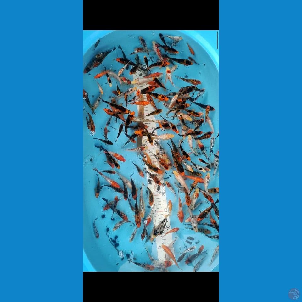 100EKOR LEBIH MIX 6-10CM