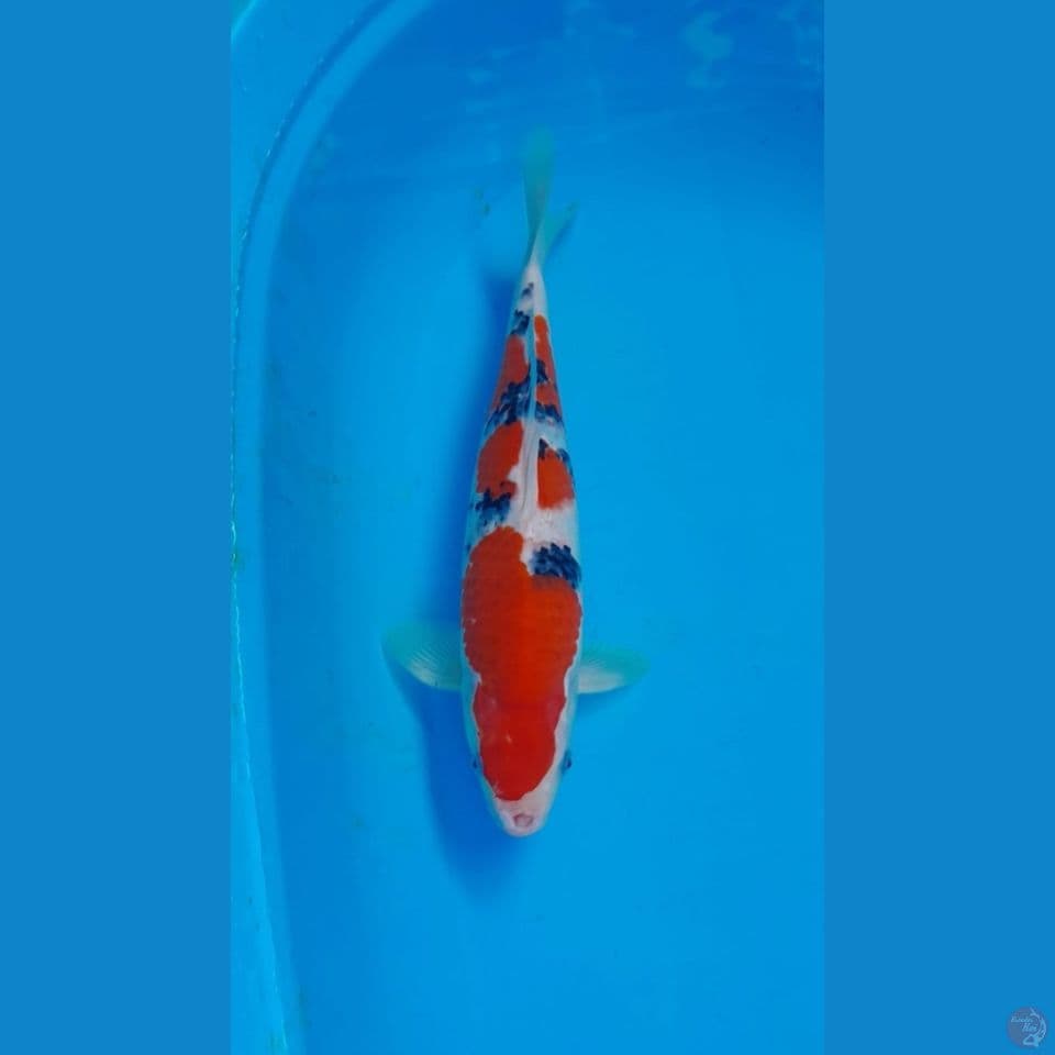 Sanke Male 33Cm