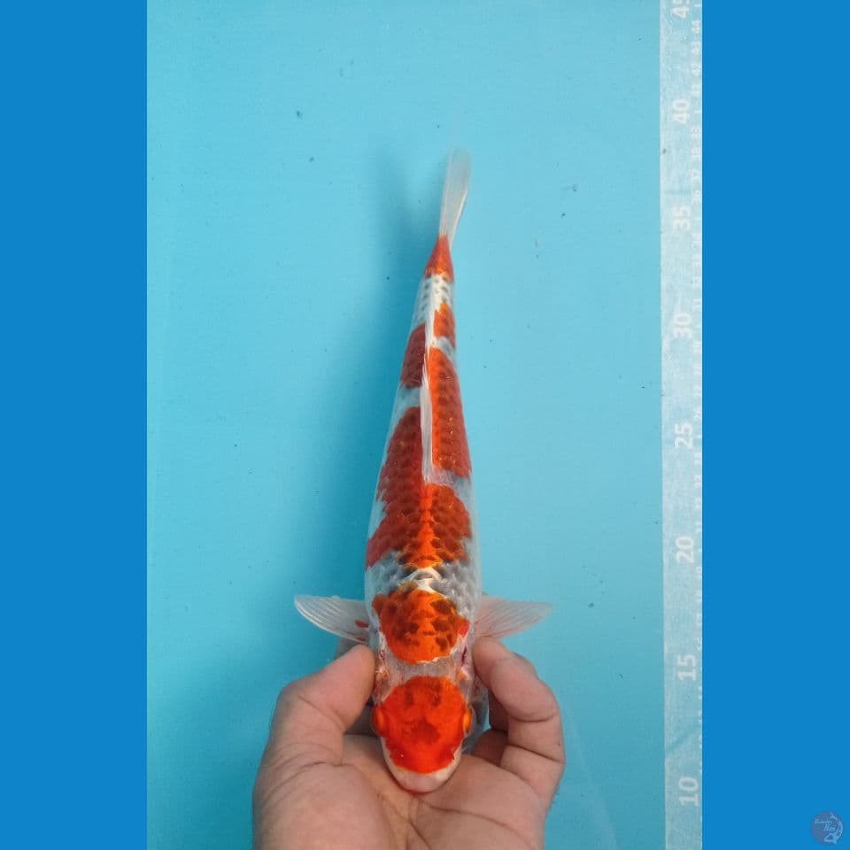 MARUTEN KUJAKU 28CM