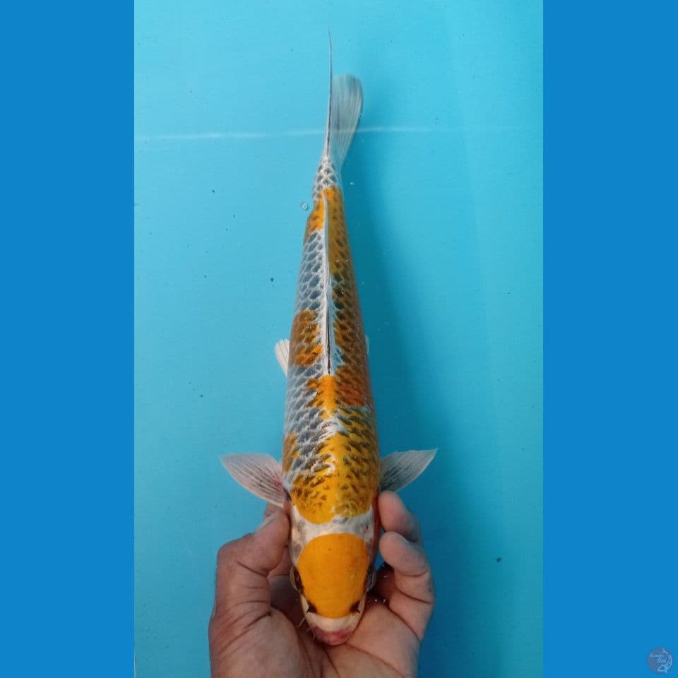 MARUTEN 35CM