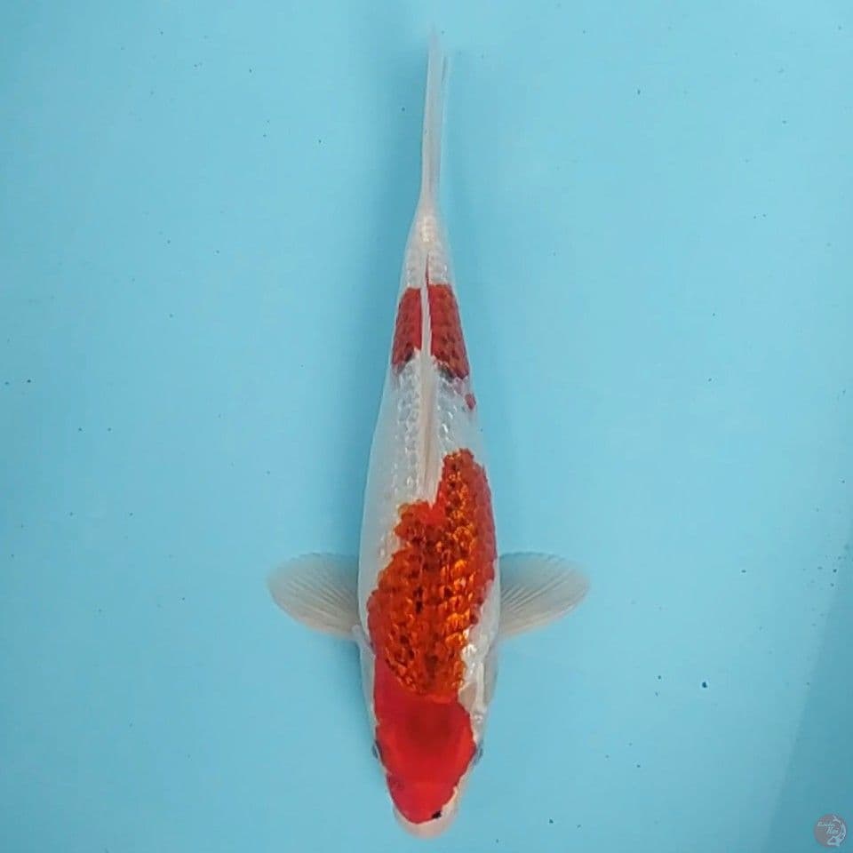 Koromo Ginrin ~33 M