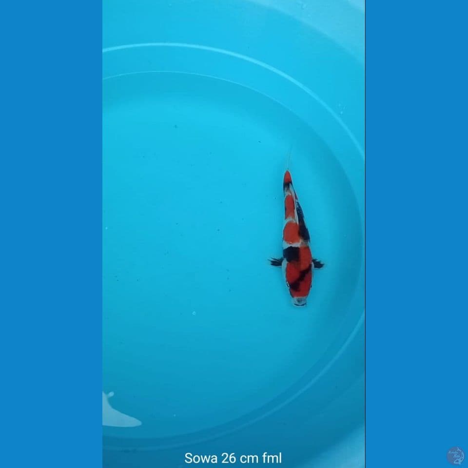 Koi Sowa