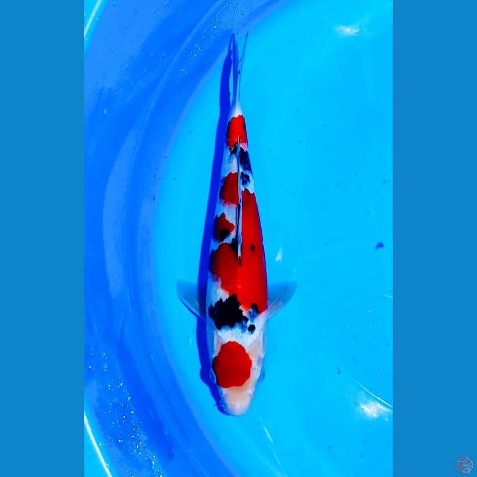 SANKE 32CM ~ MALE