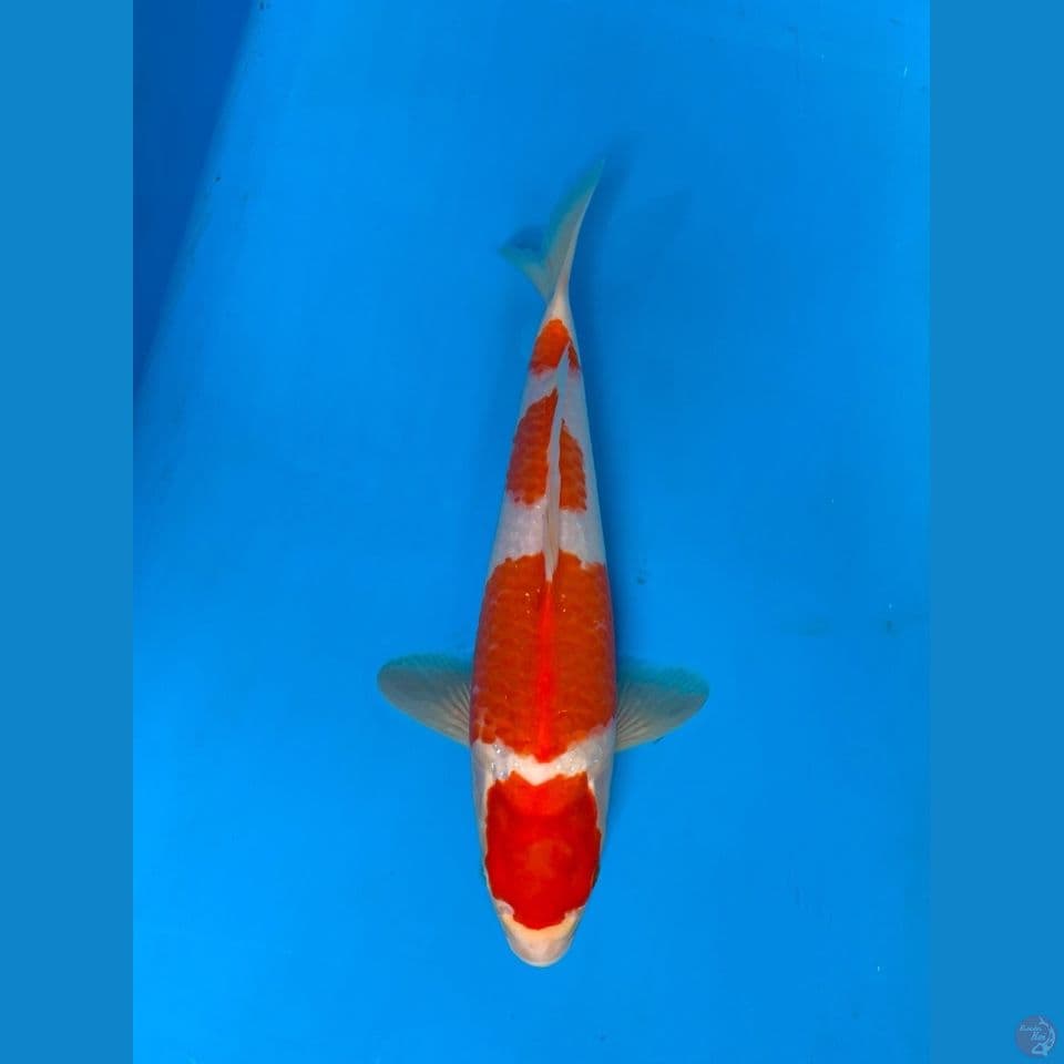 MARUTEN KOHAKU 32CM~berpunuk