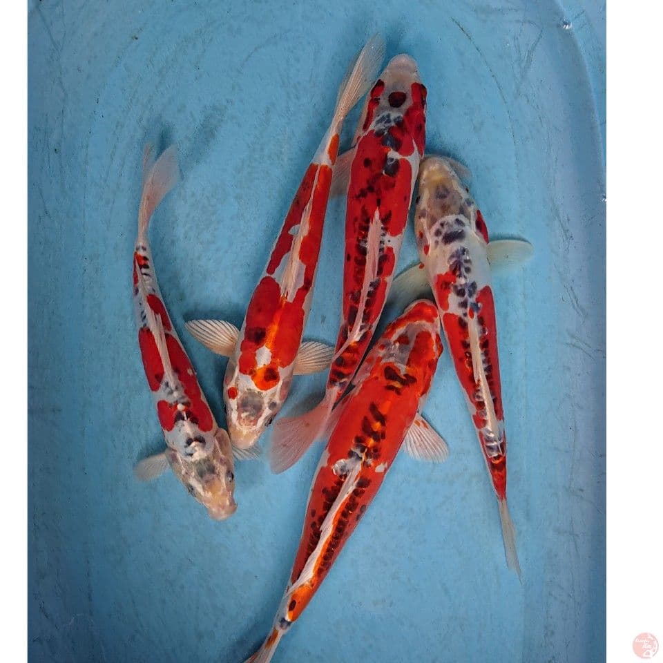 BENIKIKO 30-36 CM