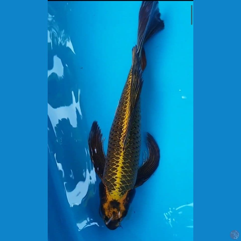 KUMPAY 55CM