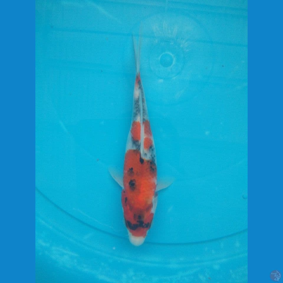 showa 18 cm