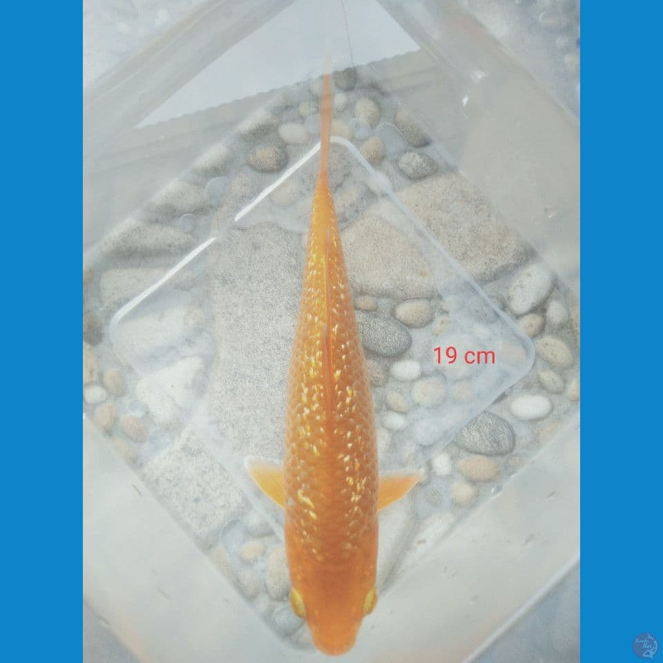 karamel ginrin 19 cm