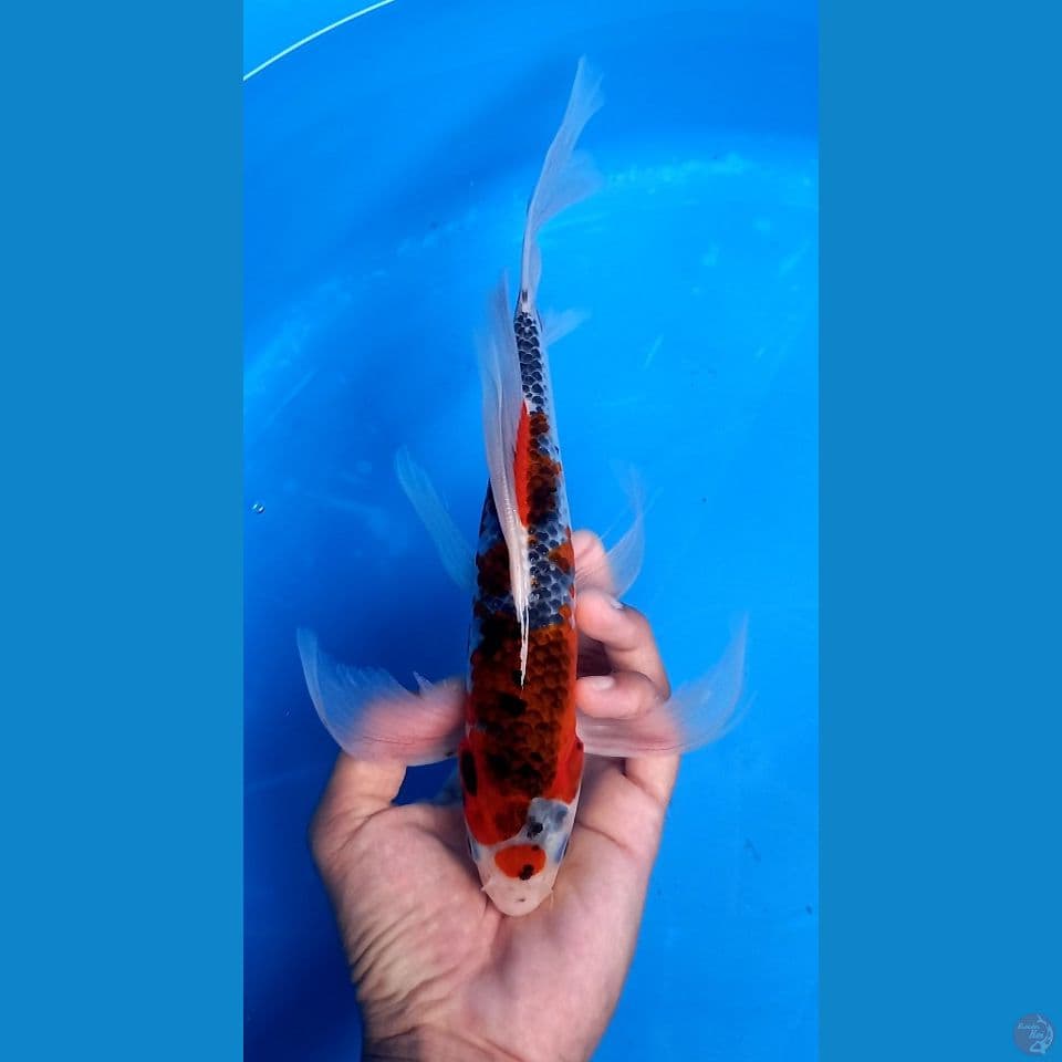 KUMPAI GOSHIKI 29CM MALE