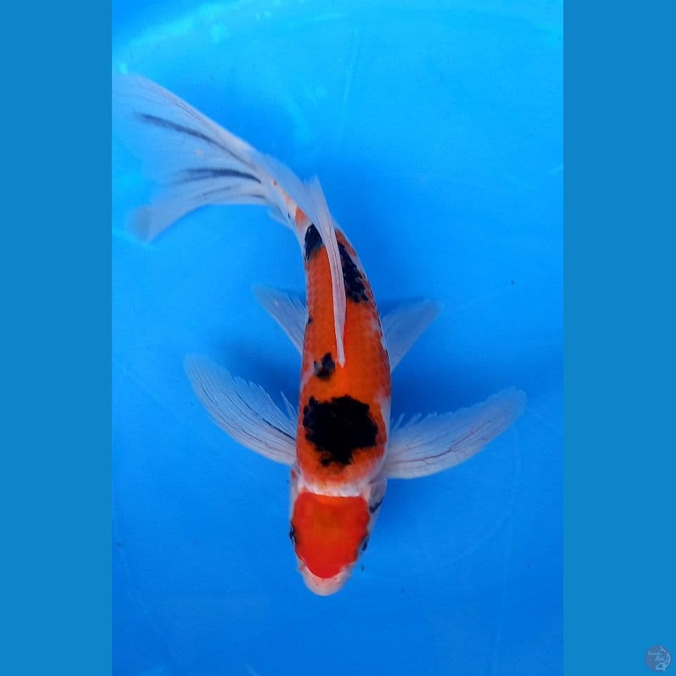 KUMPAI SANKE 27CM
