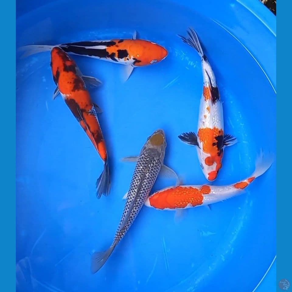 MIX 5 EKOR 23-26CM