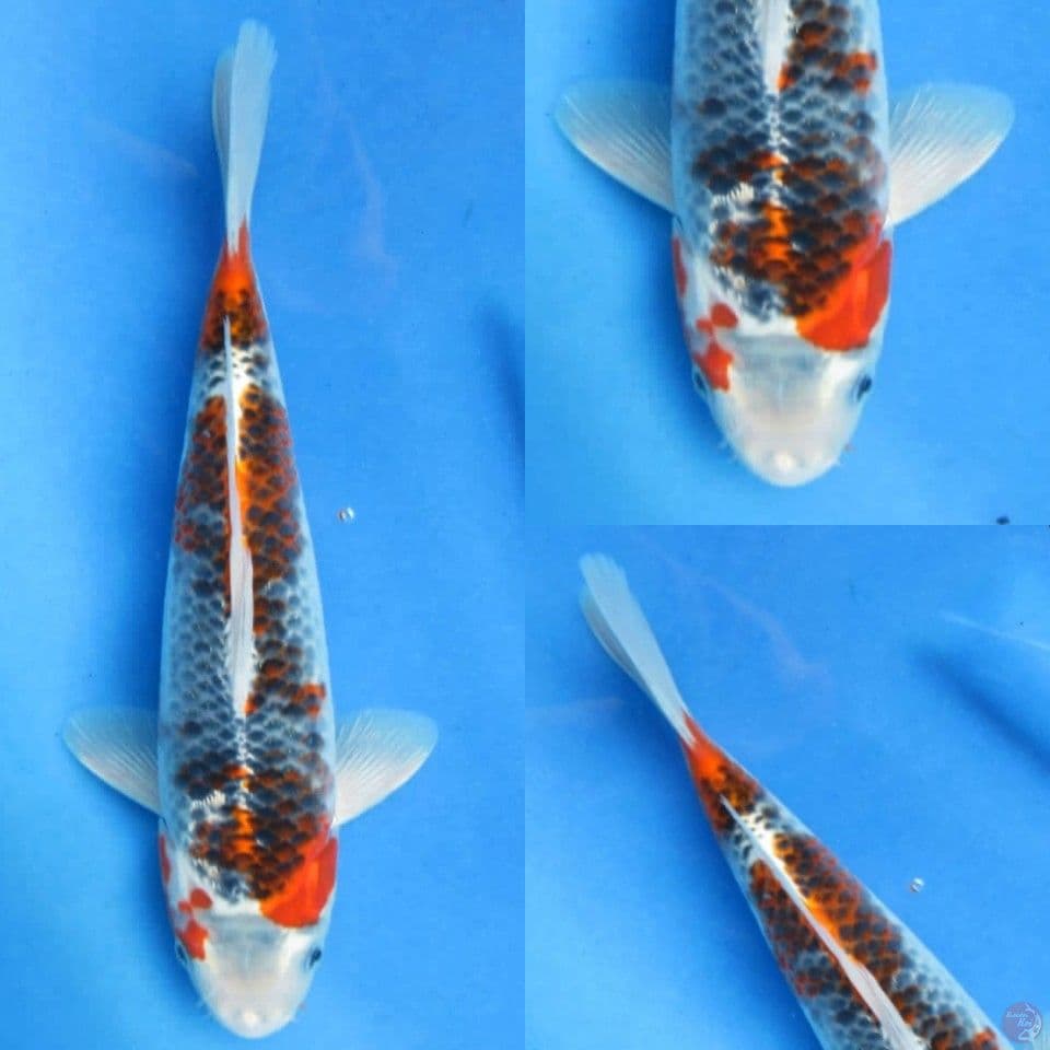 28cm Goshiki Sakura