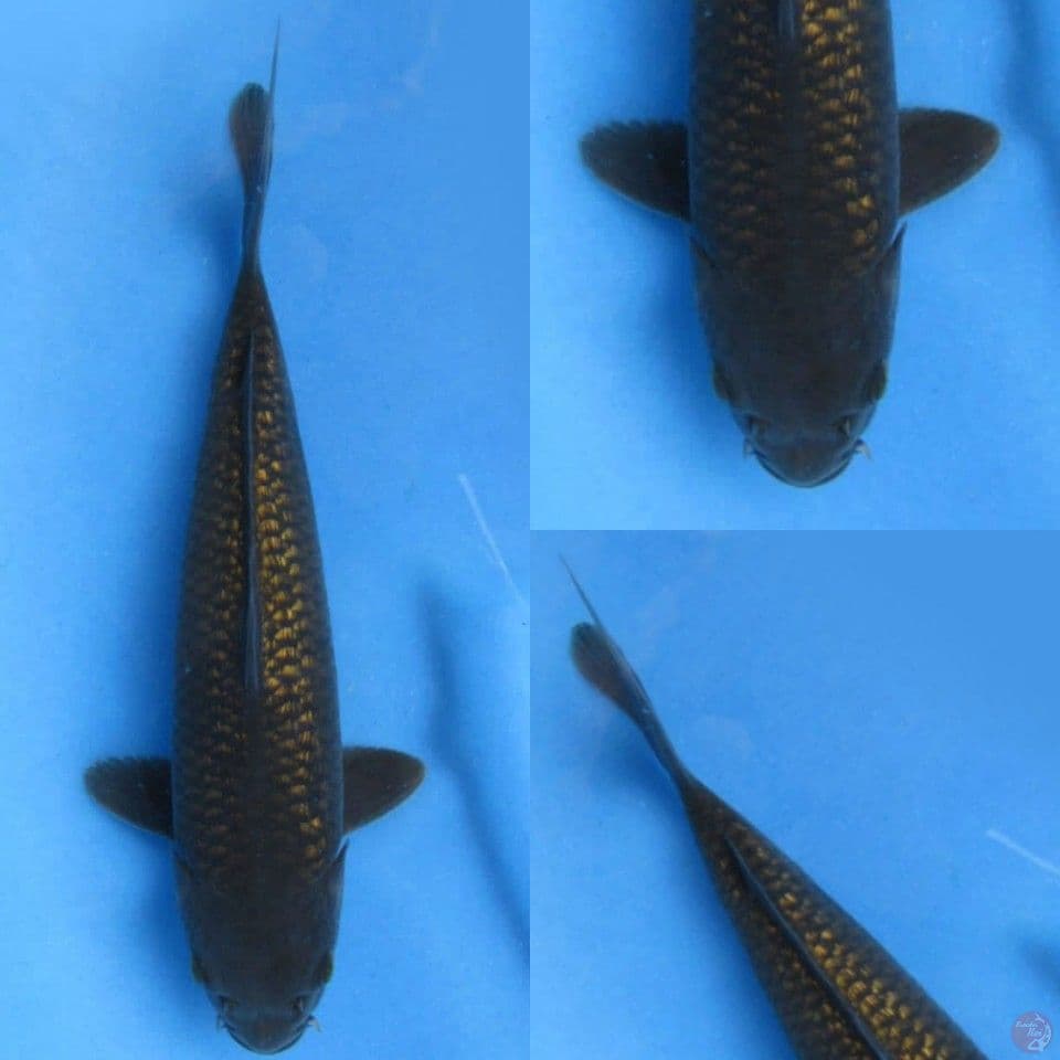 28cm Karasi ginrin