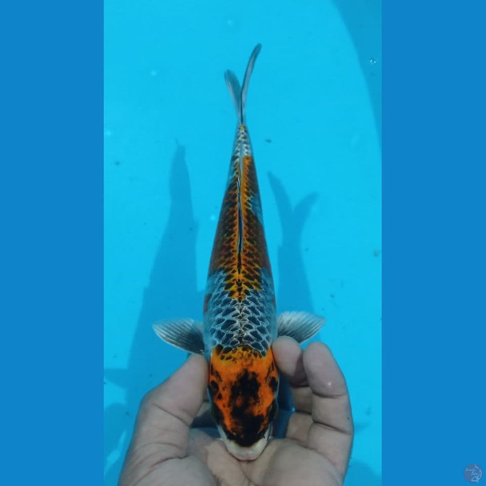 GINGA 27CM