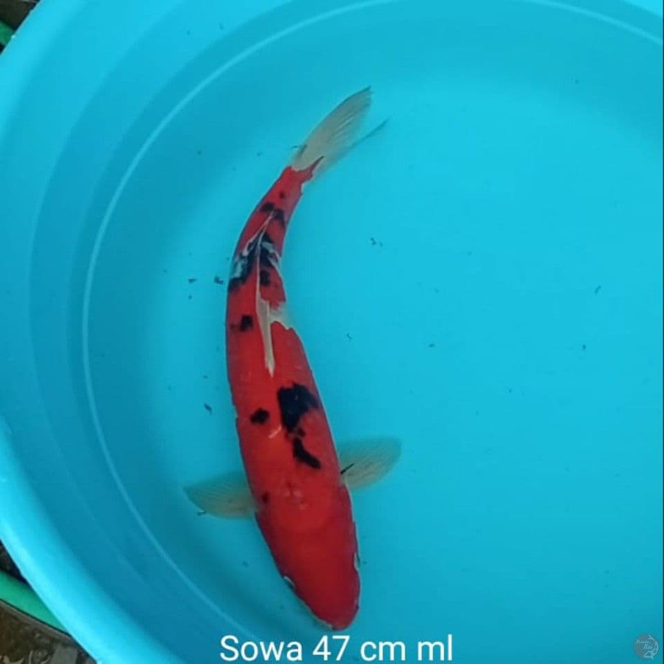 KOI SOWA