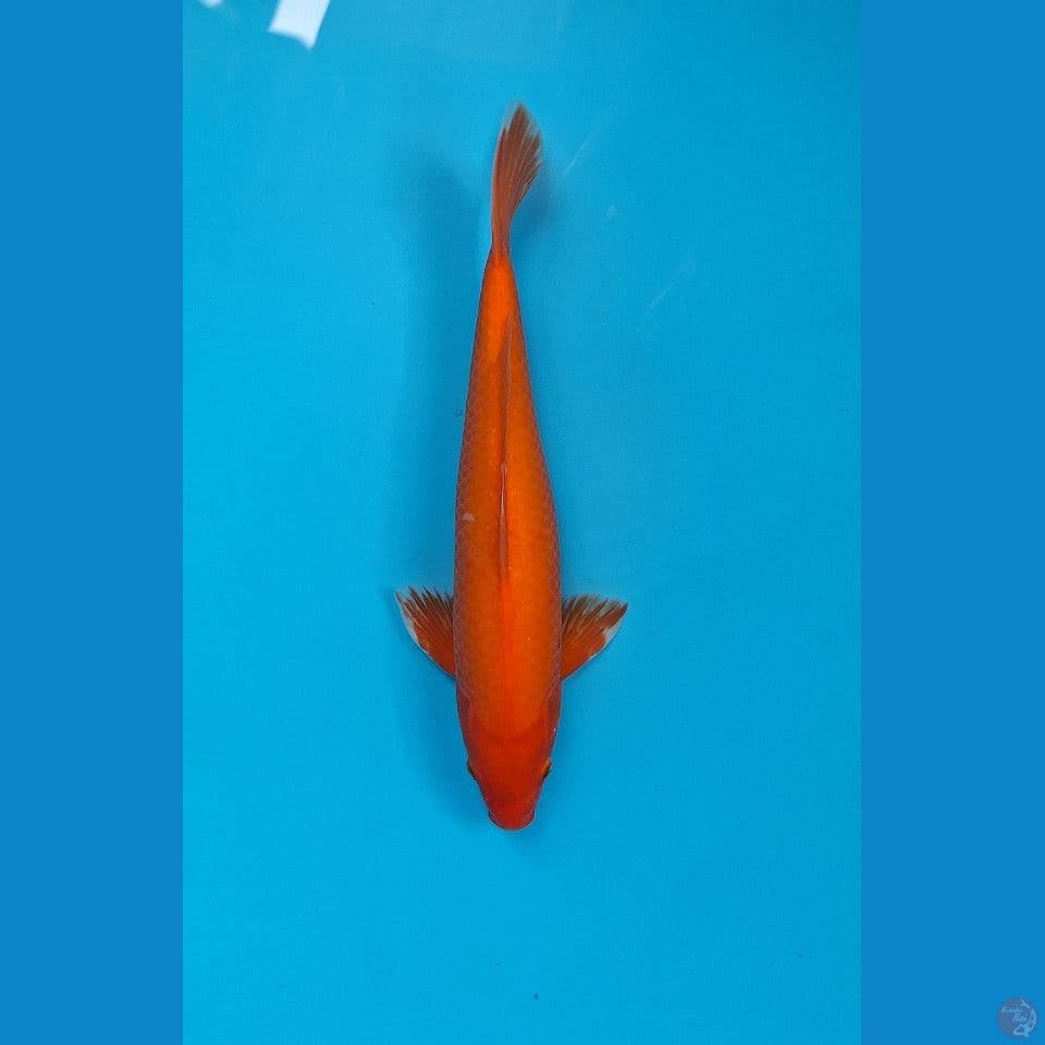 Kawarimono , Male 41 cm