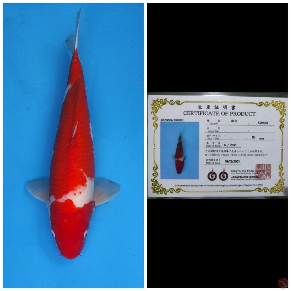 Ogata Kohaku