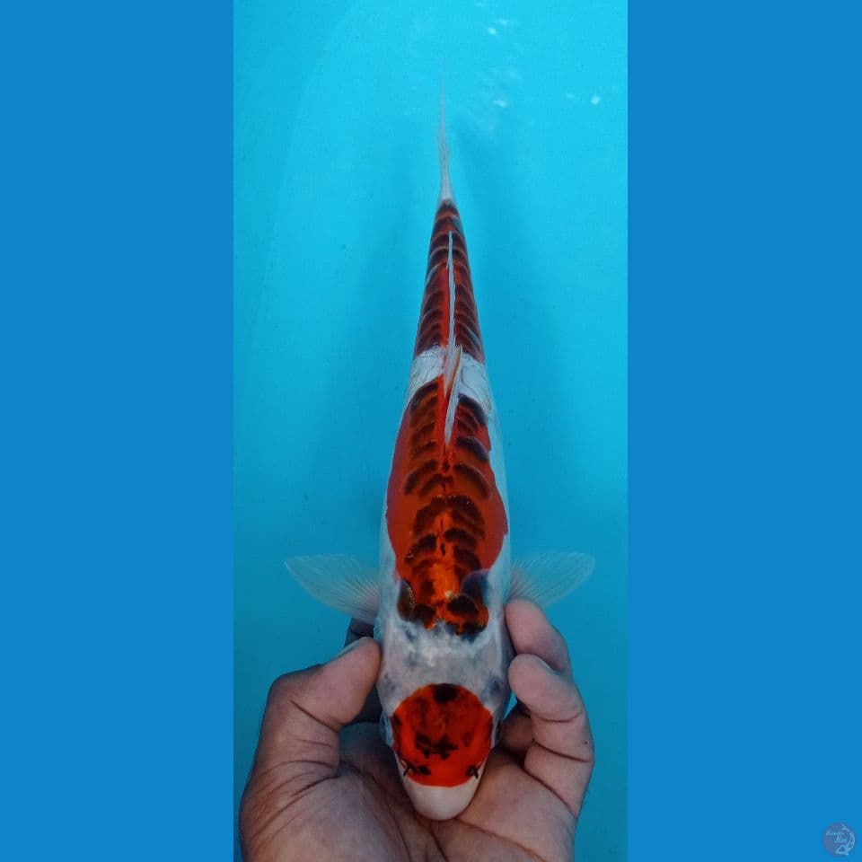 DOITSU 32CM