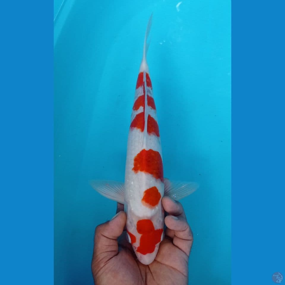 aigoromo 35cm
