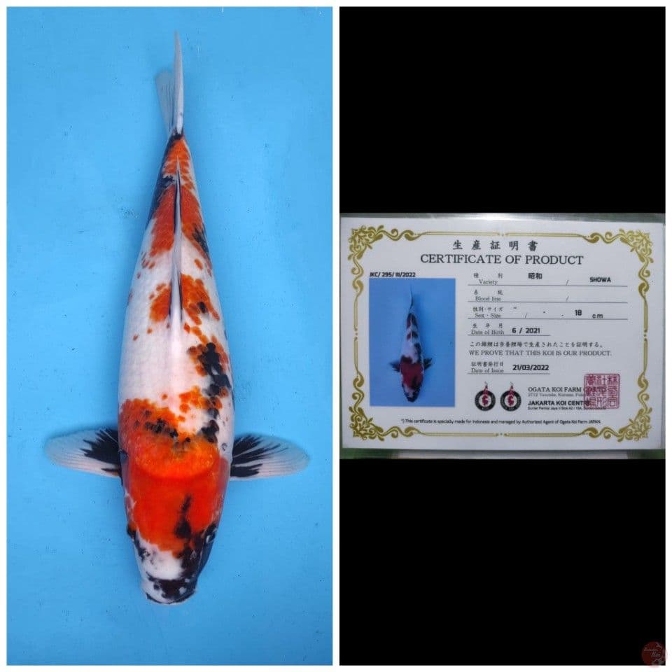 Ogata Showa