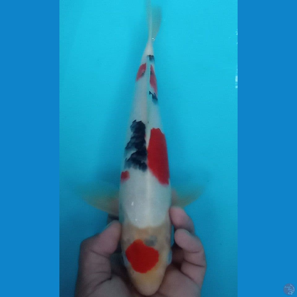 SHOWA 35CM