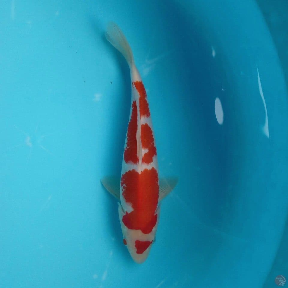 KOHAKU HQ ORI 27CM