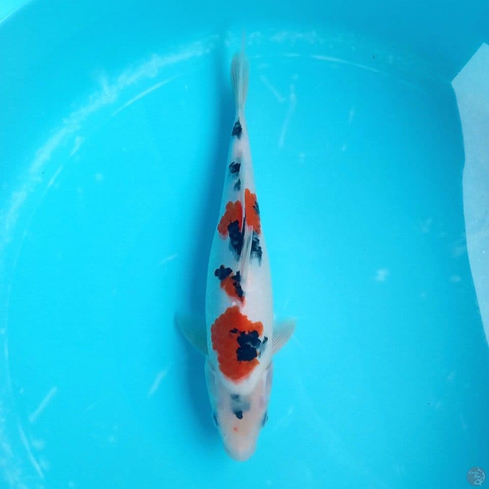 TAISHO SANKE 33CM F