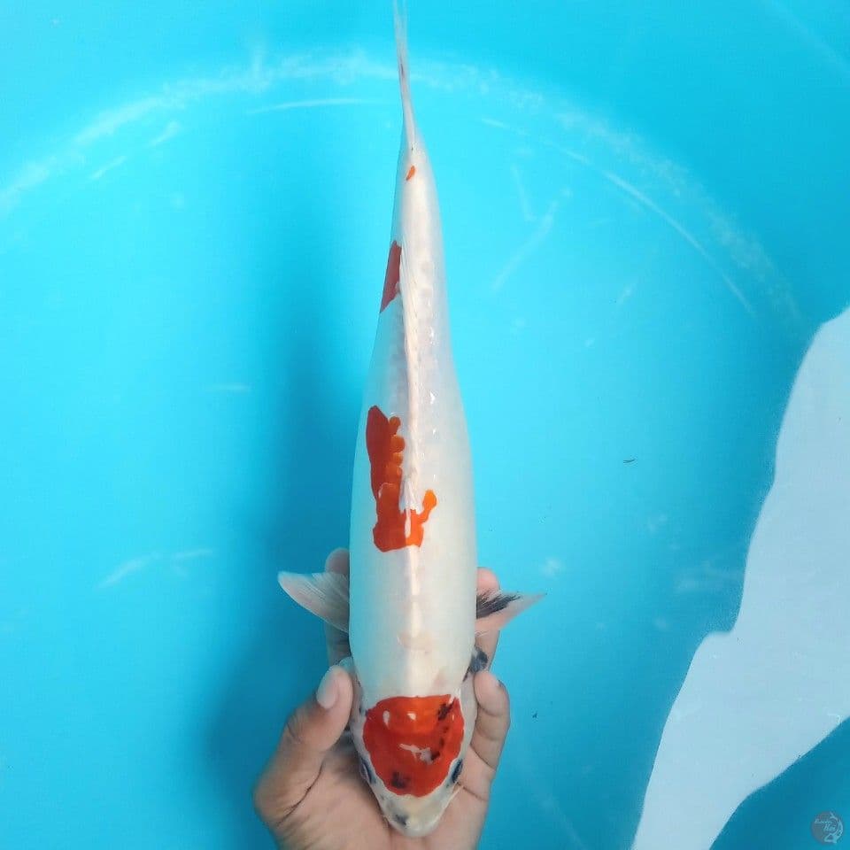MARUTEN SHOWA DOIT HIKARI 33CM