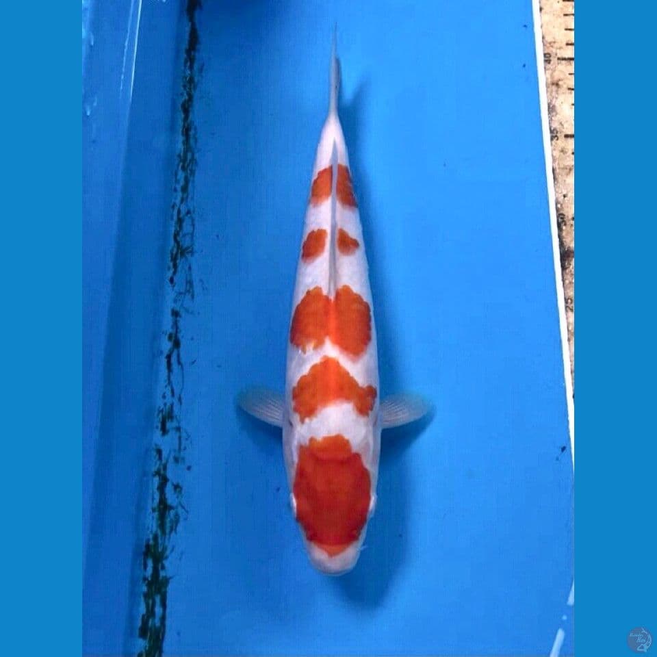 kohaku 28cm