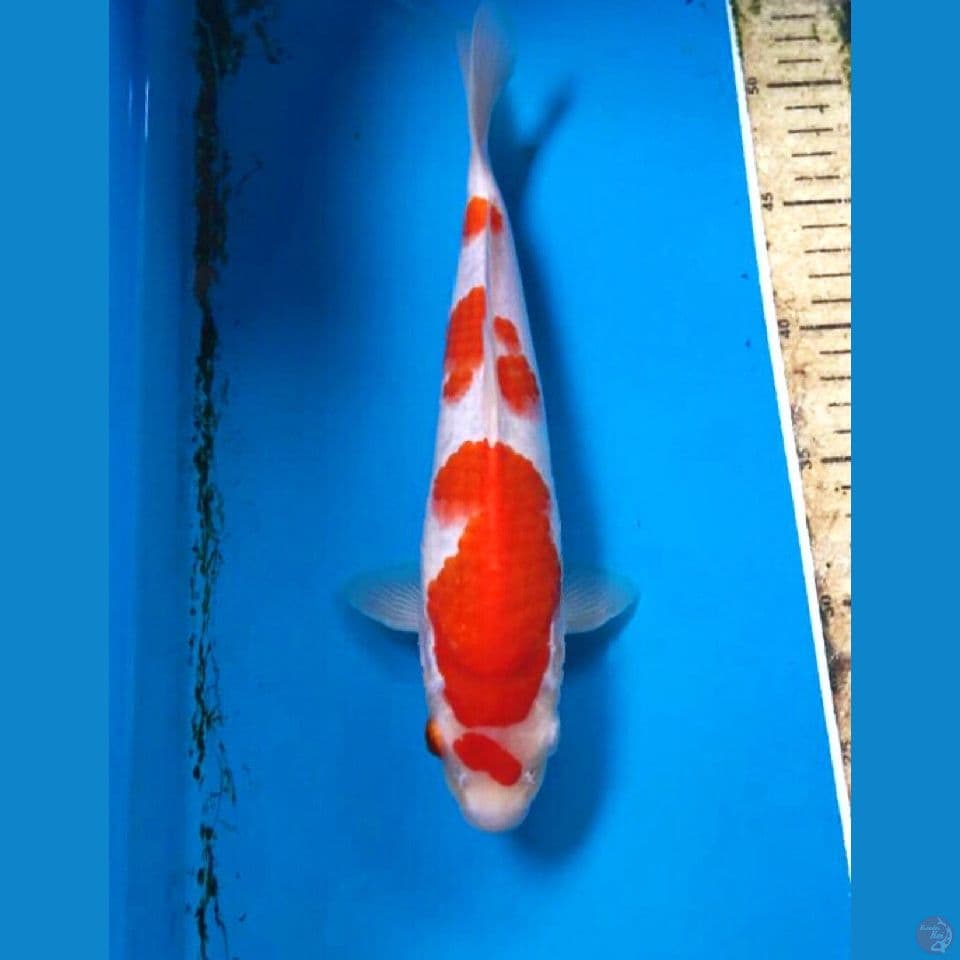 kohaku 28cm