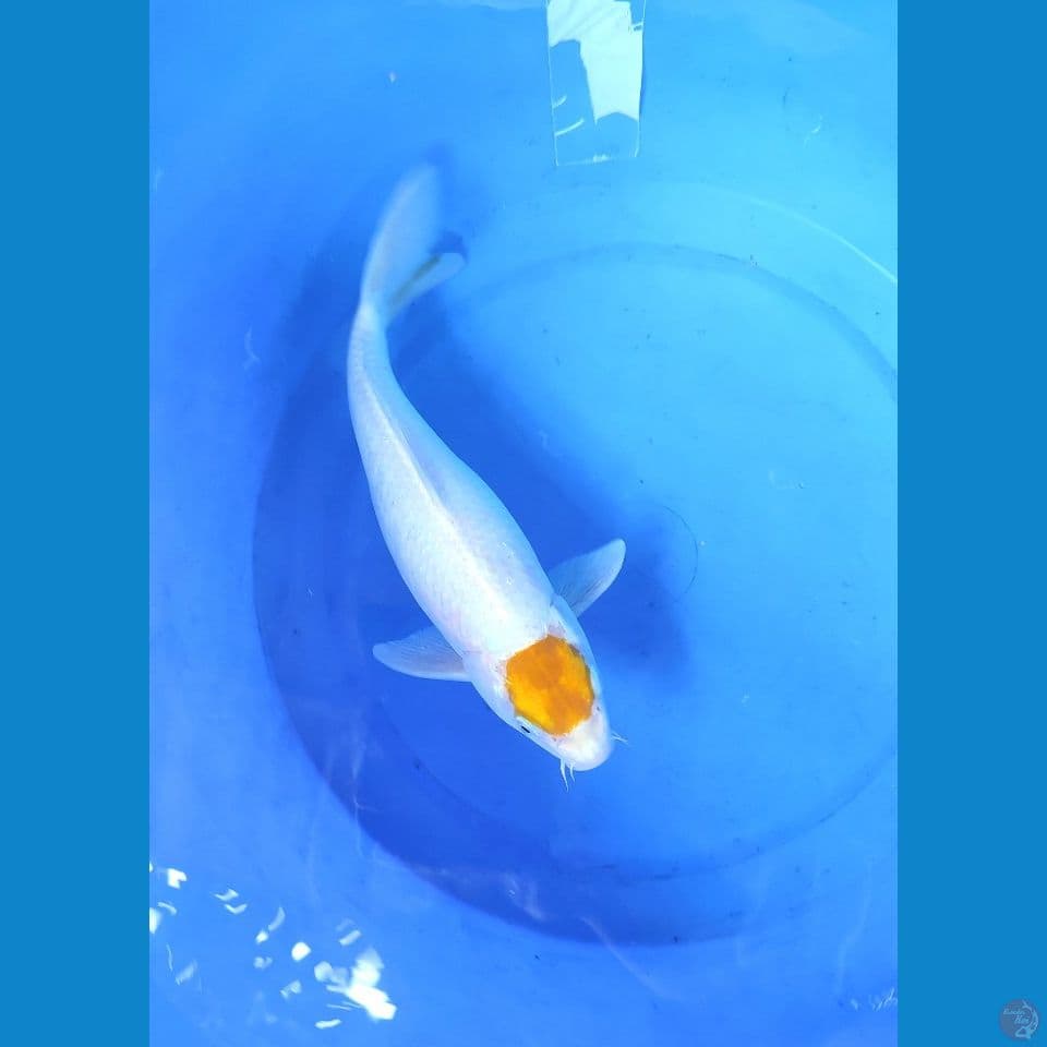 TC Good Yellow F34cm
