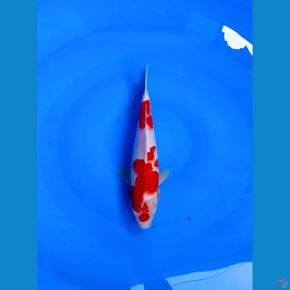 KOHAKU ORIGINAL