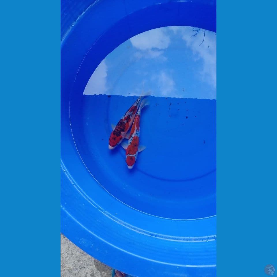 Ghosiki doit ,bodo Ghosiki 21cm
