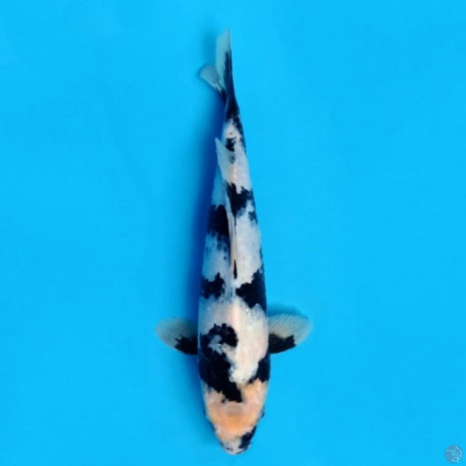 sir0 41cm male