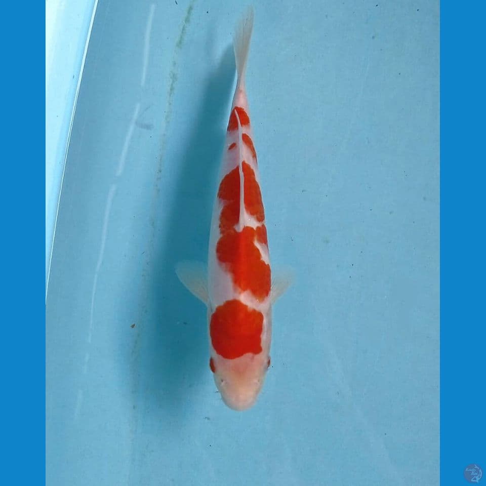 kohaku, 24 cm