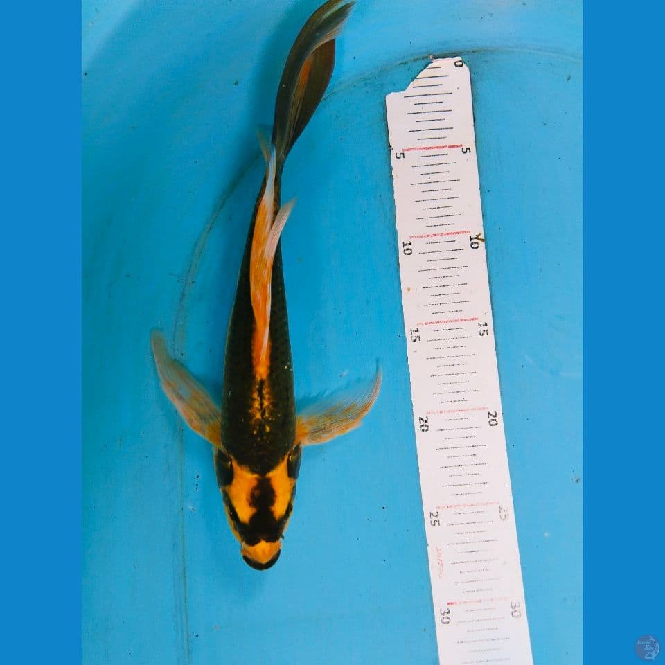 kumpay kabuto 30cm