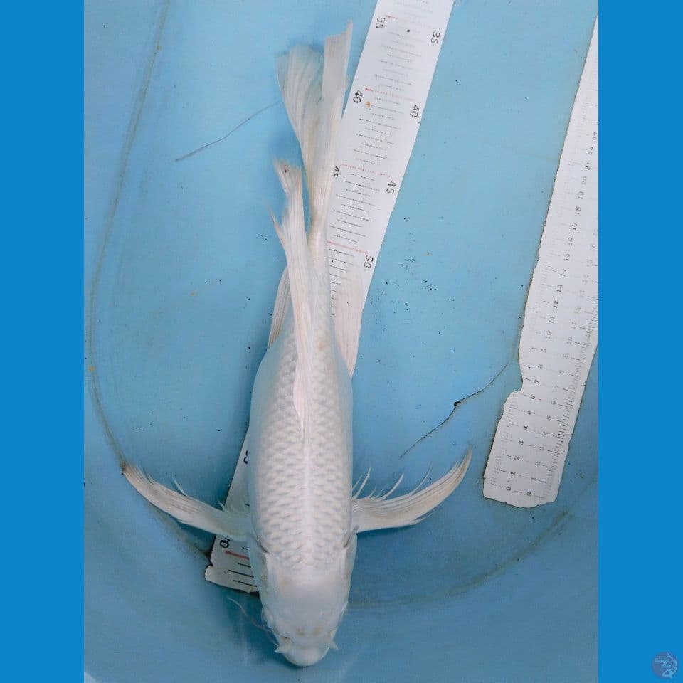 kumpay platinum 37cm
