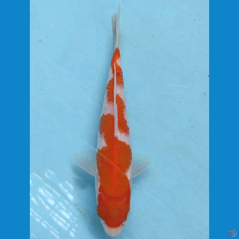 kohaku inazuma, 17 cm