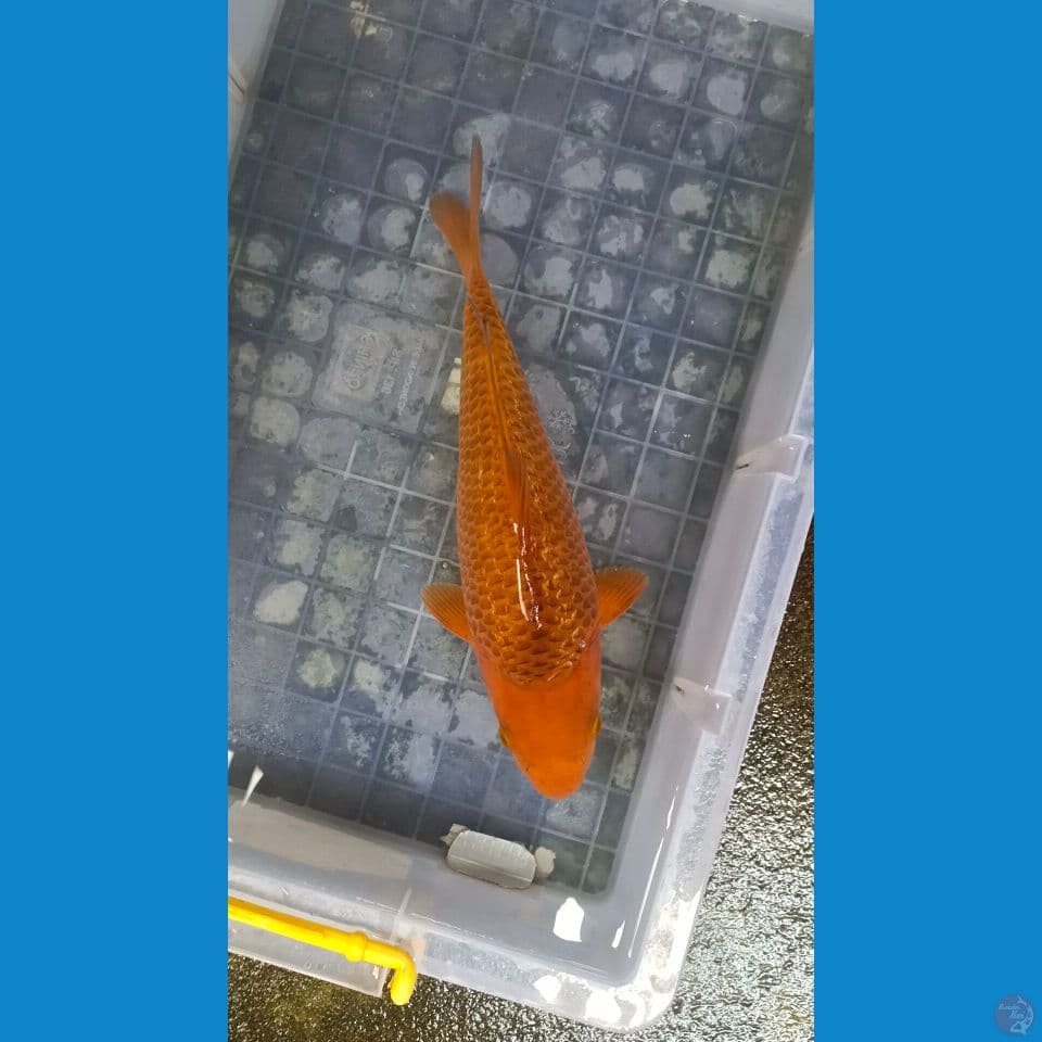 Karamel ginrin 32cm male pundukan