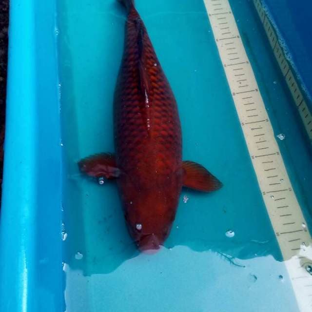 Chagoi Tembaga 43cm