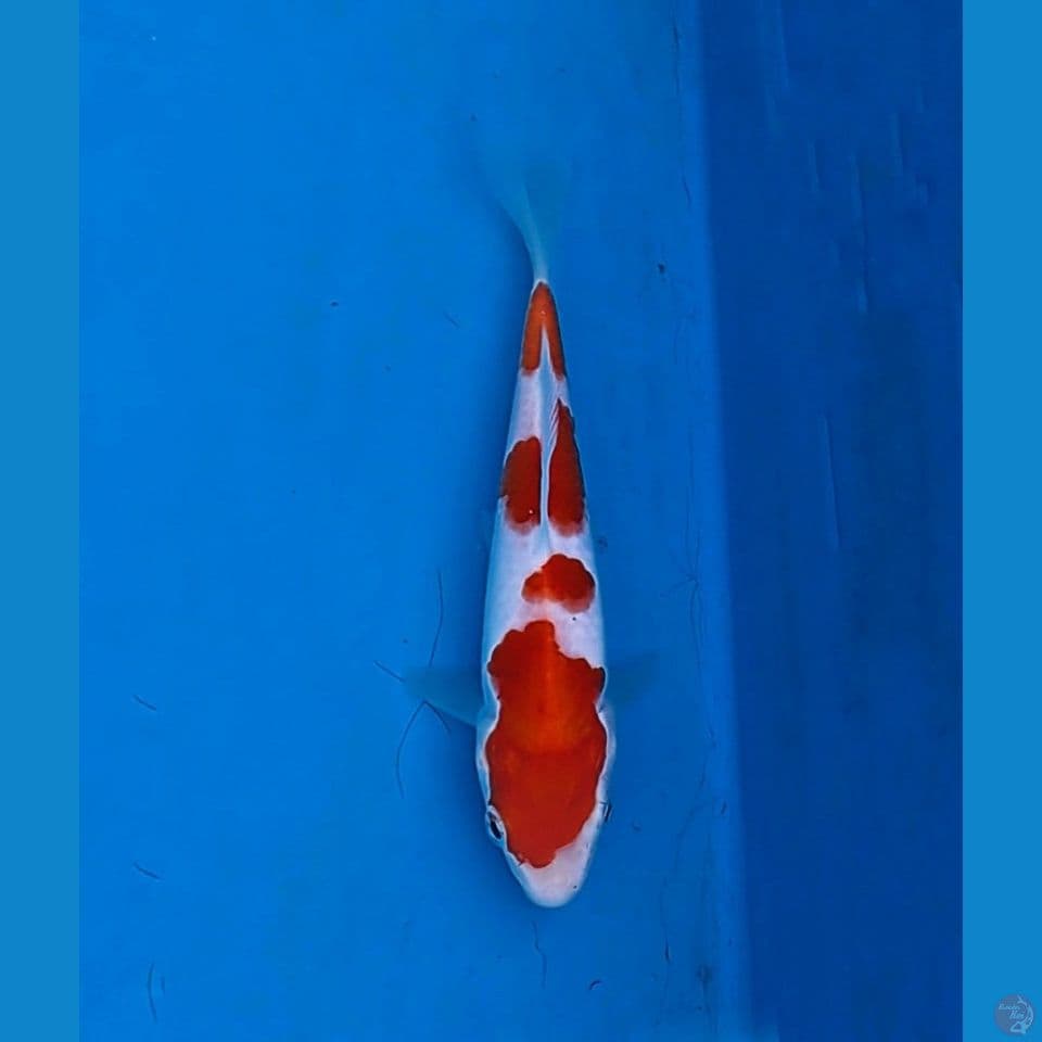kohaku sisik strong 17cm