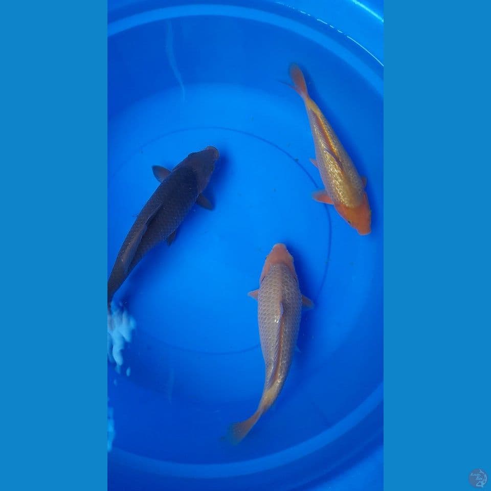 27,29,30cm