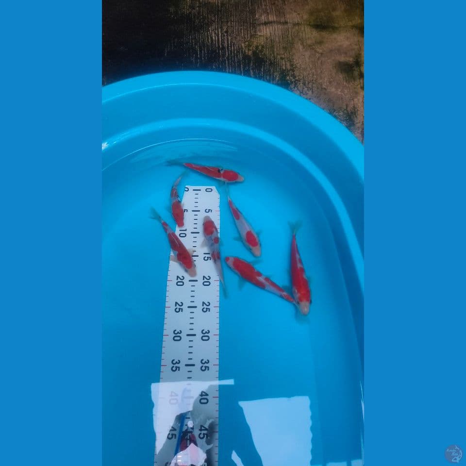 Paket 7ekor Kohaku Sanke Doitsu Sisik 1ekor 15-20cm™