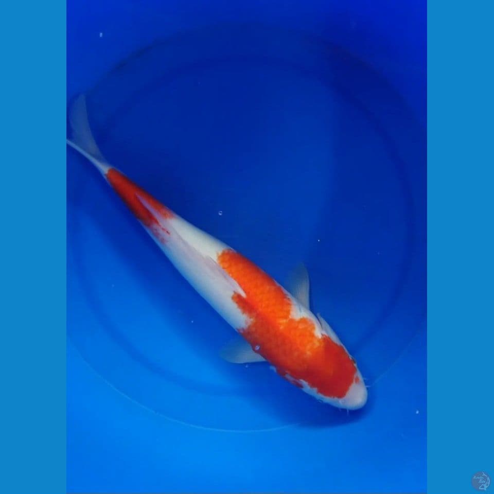 45cm kohaku jumbo