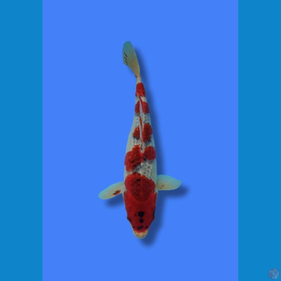 Goshiki HQ 33cm