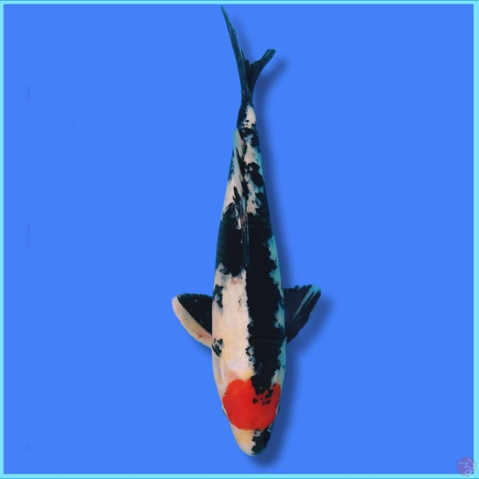Tc Showa 35cm
