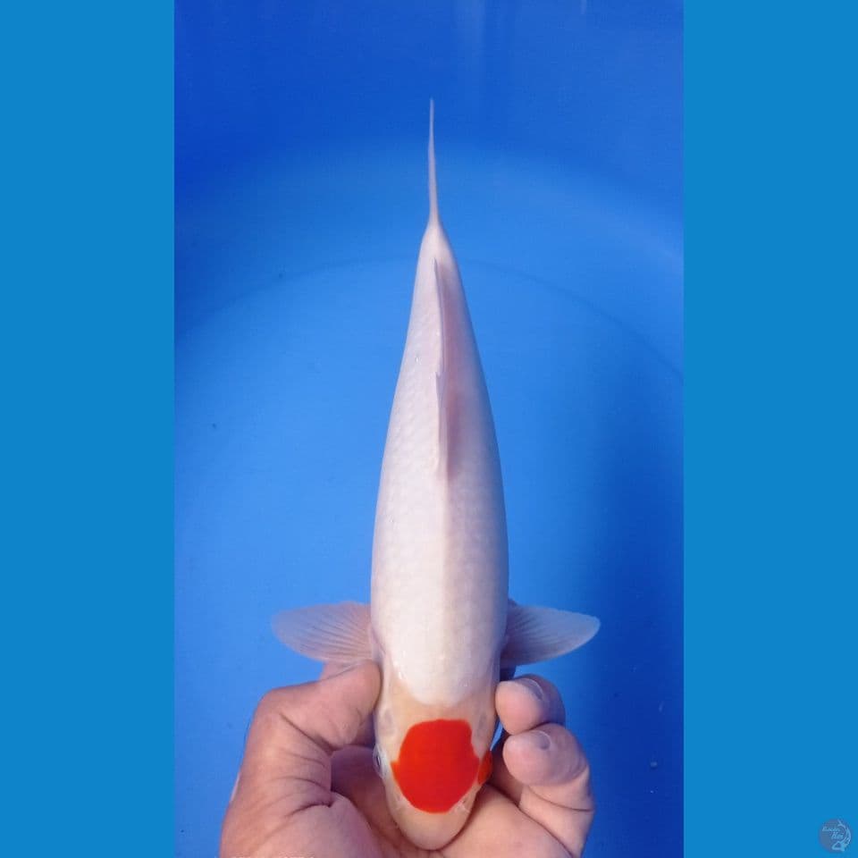 TANCO KOHAKU 33CM