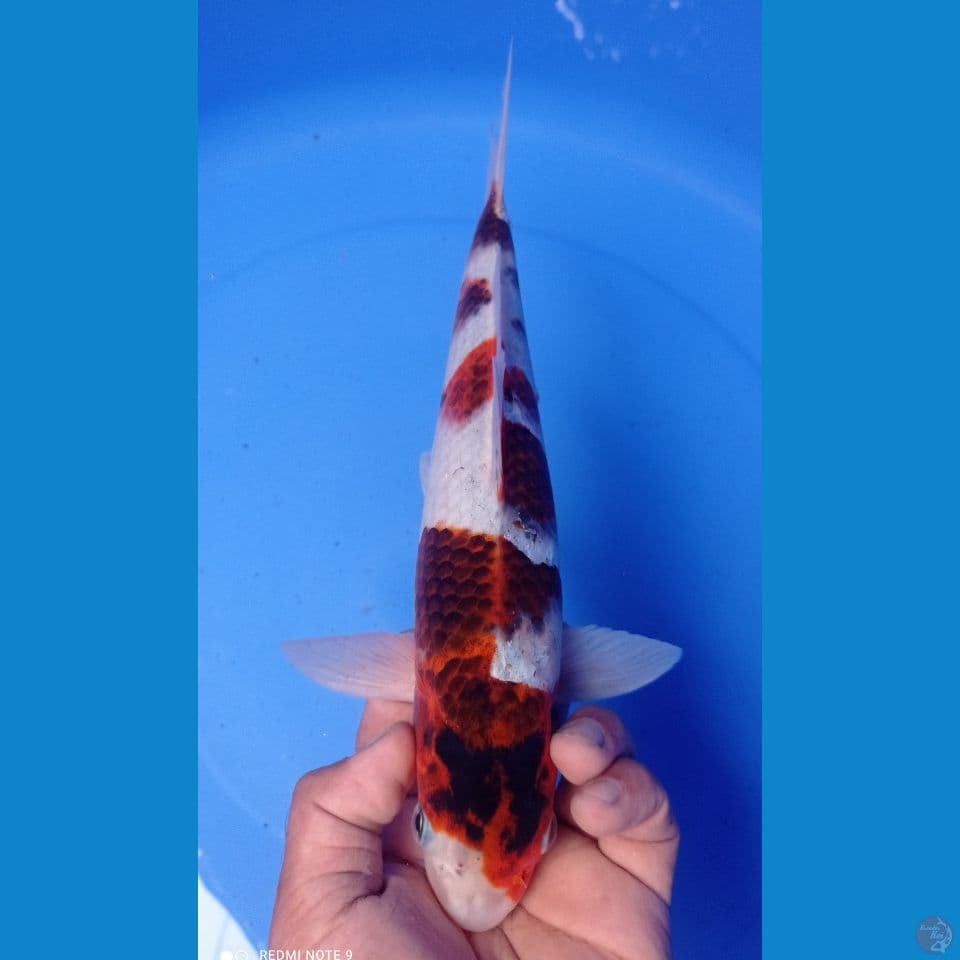 AI GOROMO 33CM