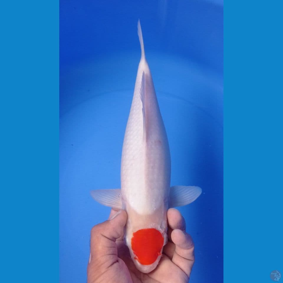 TANCO KOHAKU 35CM
